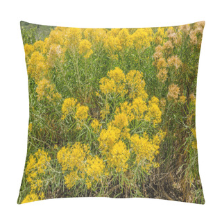 Personality  Rabbitbrush (Ericameria Nauseosa) Pillow Covers