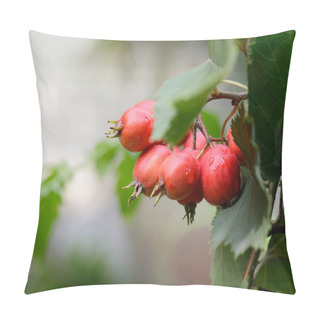 Personality  Hawthorn Red Berries With Briht Green Leaves On A Tree Branch. Autumn Season Background. Pillow Covers
