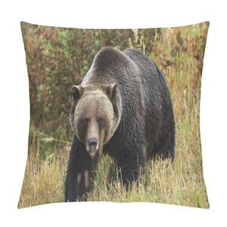 Personality  Male Grizzly Bear Pillow Covers