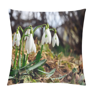 Personality  Closeup Of Snowdrops Pillow Covers