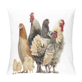 Personality  Group Of Hens, Roosters And Chicks, Isolated On White Pillow Covers