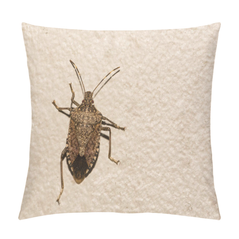 Personality  Brown Marmorated Stink Bug - Halyomorpha Halys  Pillow Covers