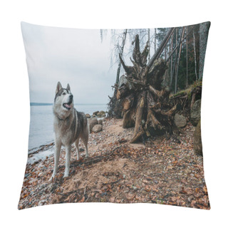 Personality  Dog Pillow Covers