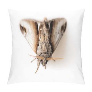 Personality  Moth Pillow Covers