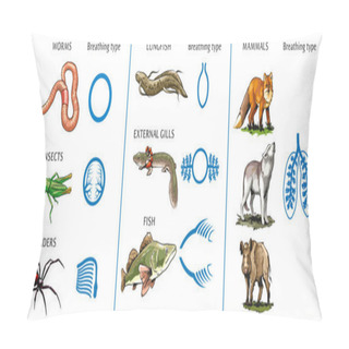 Personality  Vector Illustration Of Different Types Of Lungs At Animals. Pillow Covers