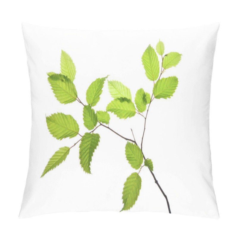 Personality  Twig-of-hornbeam-with-green-toothed-leaves-isolated-on-white Pillow Covers