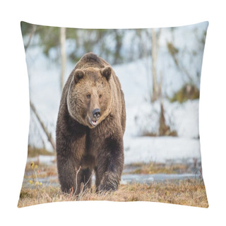 Personality  Adult Male Brown Bear Pillow Covers