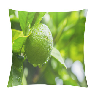 Personality  Fresh Green Lime Pillow Covers