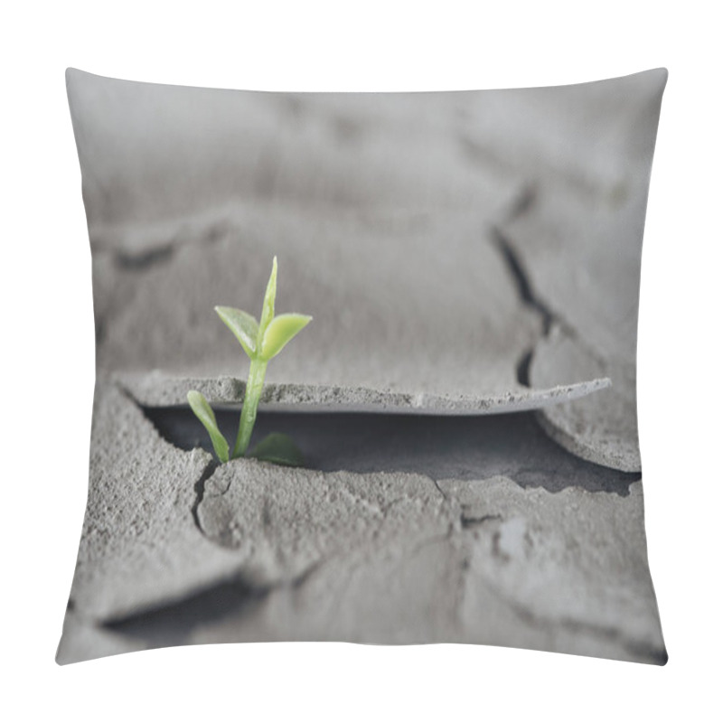 Personality  selective focus of young green plant on cracked ground surface, global warming concept pillow covers