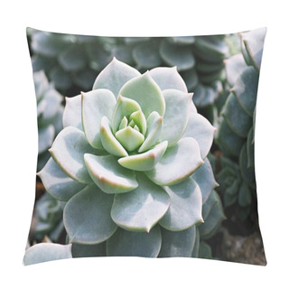 Personality  Macro Succulent Cactus Plant ,Echeveria Elegans ,Rose Cabbage ,thick-leaved Rosettes ,Echeveria Apus ,Shaped Rose Petals ,family Crassulaceae Flowering Plant ,hen And Chicks ,Echevelia Gibbiflora  Pillow Covers