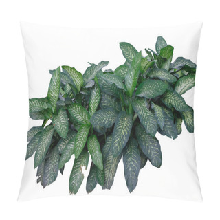 Personality  Dieffenbachia Seguine, Dumb Cane Has Beautiful Pattern Of Green And White Colors Leaves, Isolated On White Background,with Clipping Path. Pillow Covers