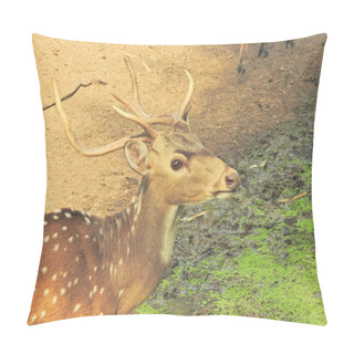Personality  Red Deer Fighting, Fallow Deer Fighting. Two Whitetail Deer. Close Up Red Deer Stag In Forest, Single Adult Noble Deer With Big Beautiful Horns On Snowy Field, Roe Deer Sitting In A Green Grass Field A Closeup Look And Detailed View Of This Species. Pillow Covers