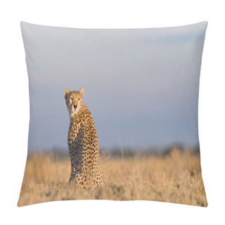 Personality  Cheetah Male Walking And Looking For Prey Pillow Covers