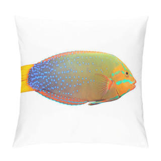 Personality  The Green Wrasse (Thalassoma Lunare). Pillow Covers