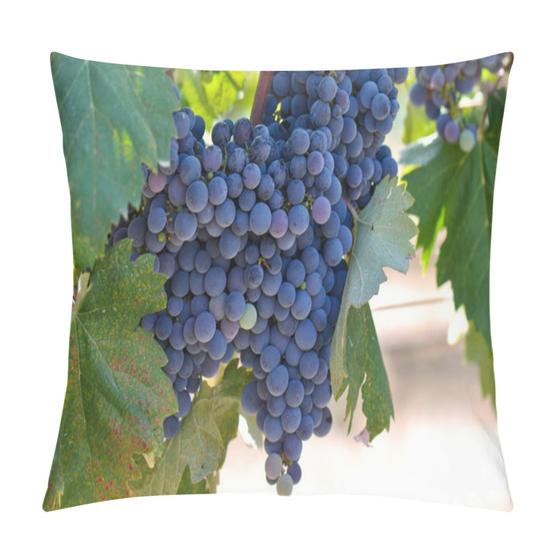 Personality  Red Grapes On The Vine Pillow Covers