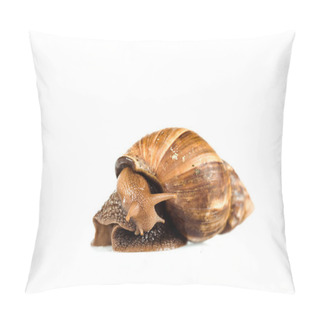 Personality  Slimy Brown Snail Isolated On White Pillow Covers