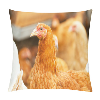 Personality  Walking Hens Pillow Covers
