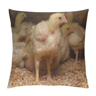 Personality  Indoor Chicken Farm, Chicken Feeding, And Molting Of Young Chick Pillow Covers