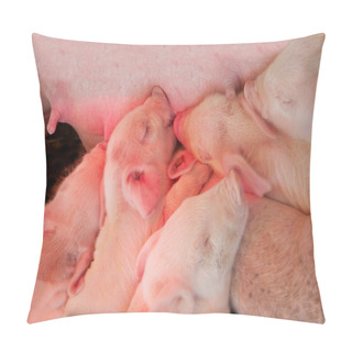 Personality  Feeding Piglets Pillow Covers