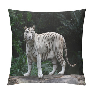 Personality  Close Up Of A White Tiger Posing In Front Of Camera, Selective Focus.  Pillow Covers