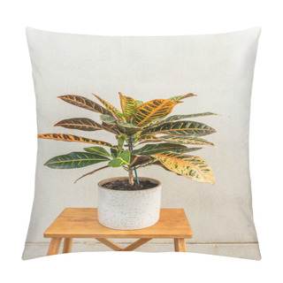 Personality  Colorful And Beautiful Leaves Of Croton Petra, Decorative Indoor Plant. Nice Potted Plant On Light Wooden Stool Pillow Covers