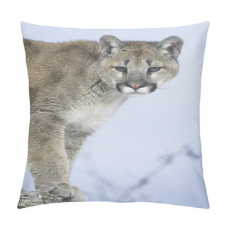 Personality  Mountain Lion Standing On Rock Pillow Covers