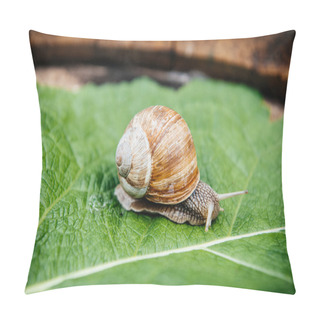 Personality  Snail In The Garden On Green Leaf Pillow Covers