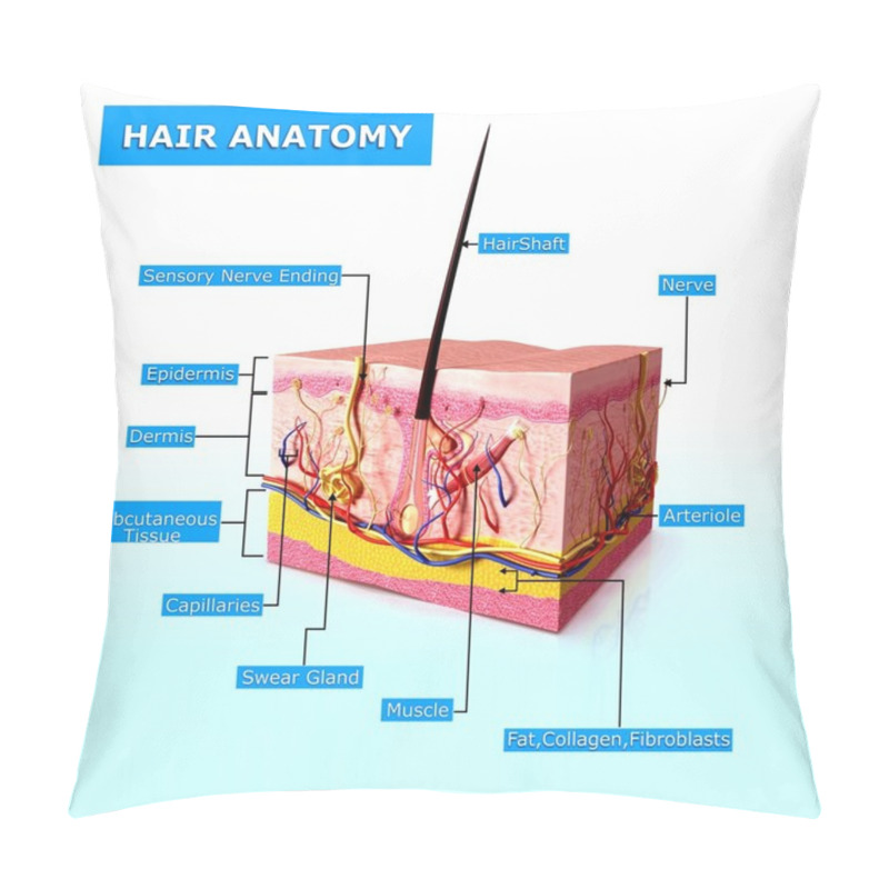 Personality  Illustration Of Hair Anatomy With Names Pillow Covers