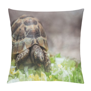 Personality  Close Up View Of Cute Turtle Eating Fresh Sliced Vegetables  Pillow Covers