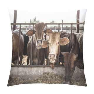 Personality  The Cows In Farmer Stock Waiting For Feeding Green Grasses Pillow Covers