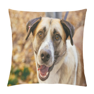 Personality  Portrait Of Cute Happy Dog Playing In Autumn Park. Adoption From Shelter Concept. Mixed Breed Yellow Brown Dog. Sweet Dog In Shelter With Sad Eyes Pillow Covers