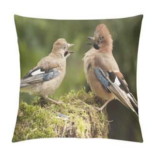 Personality  Jay Bird Parent With Young Close Up Pillow Covers