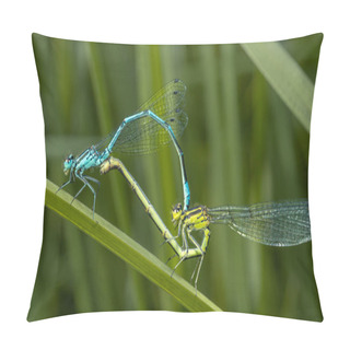 Personality  The Azure Damselfly (Coenagrion Puella) During Mating Season Pillow Covers