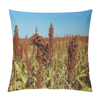 Personality  Field Of Sorghum Pillow Covers
