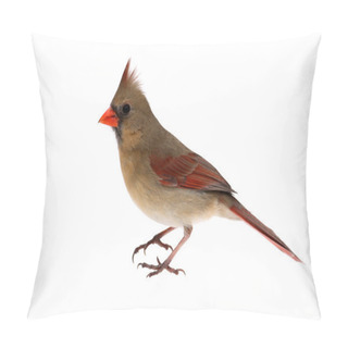 Personality  Isolated Cardinal On White Pillow Covers