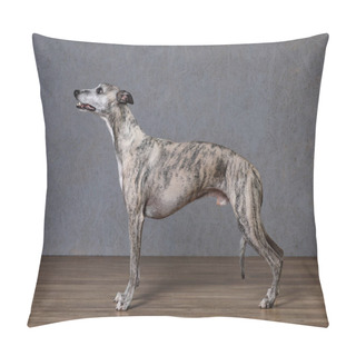 Personality  Wippet Of Grey Background At The Photo Shoot Pillow Covers