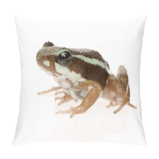 Personality  Phantasmal Poison Frog - Epipedobates Tricolor Pillow Covers