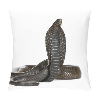 Personality  Egyptian Cobra, Naja Haje, Studio Shot Pillow Covers