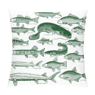 Personality  Fish Freshwater Vector 1 Pillow Covers