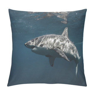 Personality  Great White Shark In Pacific Ocean Closeup Portrait Pillow Covers