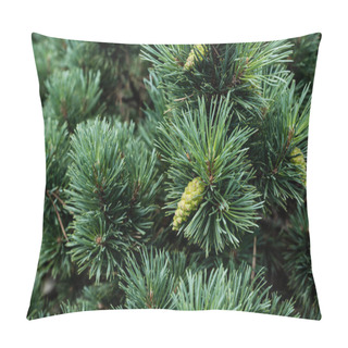 Personality  Close Up Of Needles On Green Pine Tree With Pine Cones In Summer  Pillow Covers