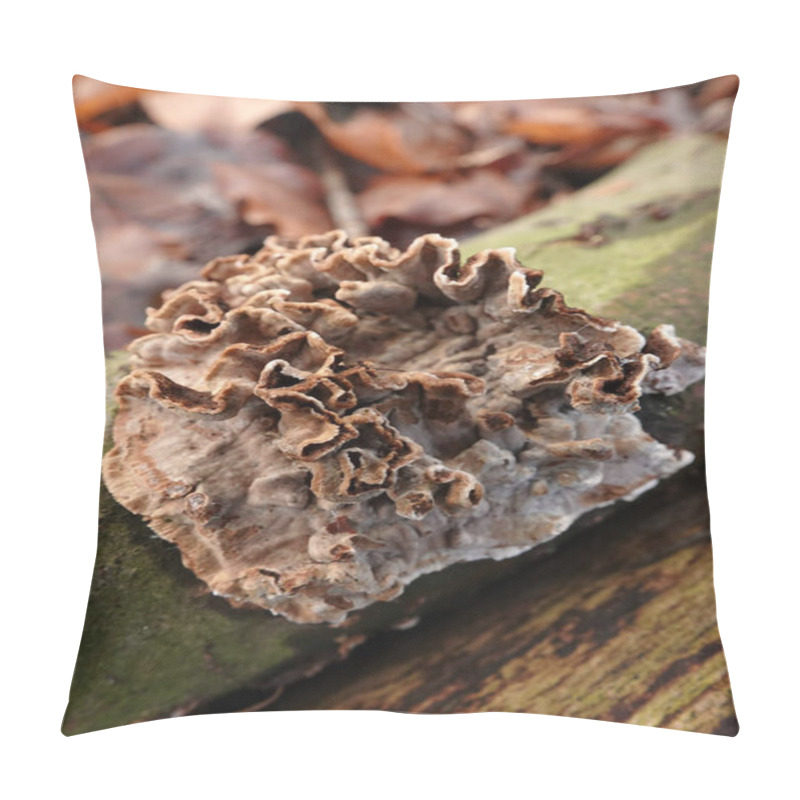 Personality  Natural Closeup On A Silver Leaf Mushroom, Chondrostereum Purpureum On Fallen Wood Pillow Covers