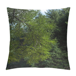 Personality  Branch Of Tree With Green Leaves And Fir Trees At Background Pillow Covers