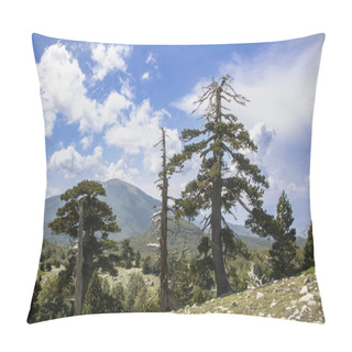 Personality  So Called Garden Of Gods In Pollino National Park, Where  The Bosnian Pine, Or Pinus Leucodermis Lives, Basilicata , Italy Pillow Covers