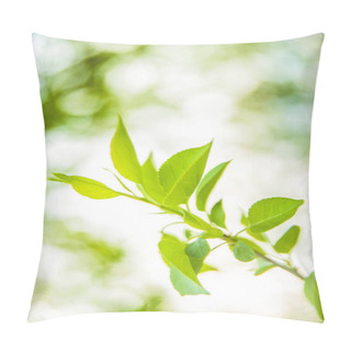 Personality   Green Leaves. Close Up Nature View Of Green Leaves Pillow Covers
