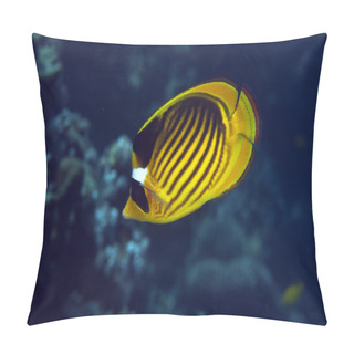 Personality  Raccoon Butterflyfish (chaetodon Fasciatus) Pillow Covers
