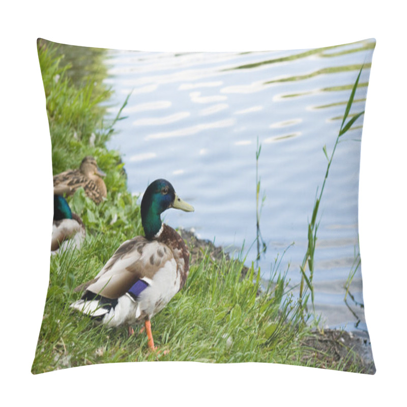 Personality  Duck Male On Lake Shore Pillow Covers
