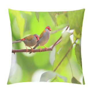 Personality  Red-browed Finch (Neochmia Temporalis) In Cairns,Australia Pillow Covers