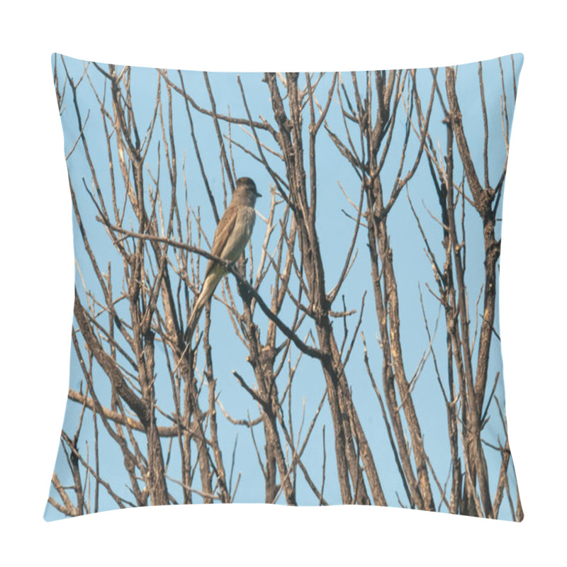 Personality  Crowned Slaty Flycatcher In Calden Forest Environment, La Pampa Province, Argentina. Pillow Covers