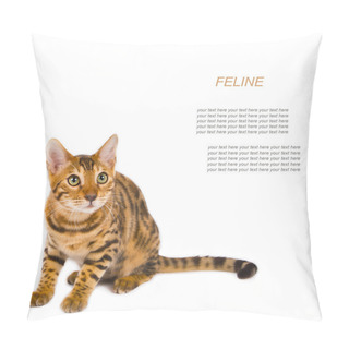 Personality  Young Bengal Cat Pillow Covers
